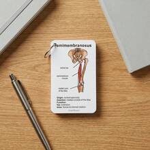 48张医学解剖学速记卡，详细讲解人体肌肉解剖结构，从肌肉起源到神经支配，便携式解剖学参考资料，护理及医学生学习资料 - 長方形 - 查看 6