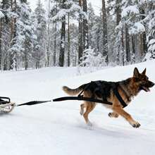 Durable Black Dog Harness Professional Pet Training Gear For Sled Pulling - Black - View 5