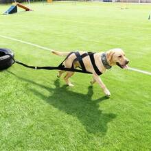 Durable Black Dog Harness Professional Pet Training Gear For Sled Pulling - Black - View 4