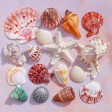 Assorted Beach Seashell Home Decor, Colorful Natural Seashells For Party Wedding Decoration, Natural Conch Shells, Large Green Snail Shells, Crab Shells, Fish Tank, Landscape Decoration, Cabinet, Home Office, Wealth Decoration, Succulent Planter, Mediterranean Style Small Decor, Marine Landscape, DIY Crafts (Style And Size Random) - Multicolor - View 1