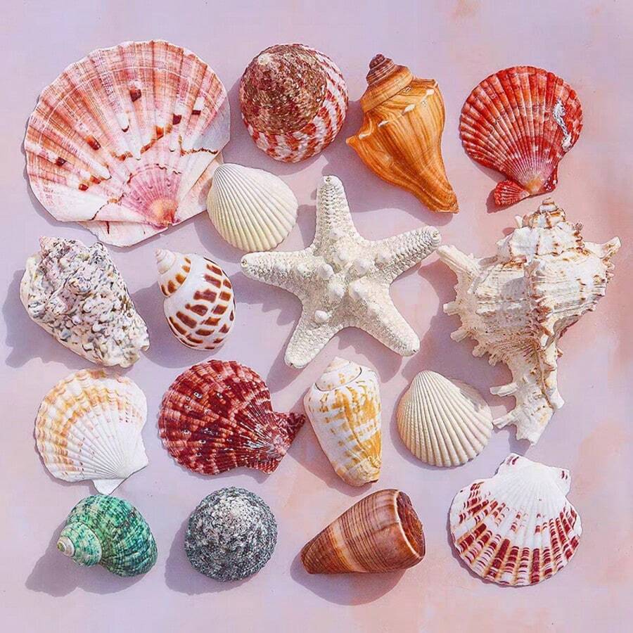 Assorted Beach Seashell Home Decor, Colorful Natural Seashells For Party Wedding Decoration, Natural Conch Shells, Large Green Snail Shells, Crab Shells, Fish Tank, Landscape Decoration, Cabinet, Home Office, Wealth Decoration, Succulent Planter, Mediterranean Style Small Decor, Marine Landscape, DIY Crafts (Style And Size Random) - Multicolor - View 1