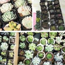 50个迷你方形多肉植物花盆，仙人掌盆，创意花盆，非常适合家居、办公室和花园装饰！ - 黑色方盆 - 查看 5