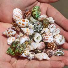 Assorted Beach Seashell Home Decor, Colorful Natural Seashells For Party Wedding Decoration, Natural Conch Shells, Large Green Snail Shells, Crab Shells, Fish Tank, Landscape Decoration, Cabinet, Home Office, Wealth Decoration, Succulent Planter, Mediterranean Style Small Decor, Marine Landscape, DIY Crafts (Style And Size Random) - Multicolor - View 5