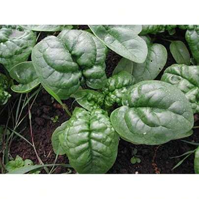 300 Bloomsdale Long Standing Spinach Seeds Heirloom Non GMO 3.5+ Grams Garden Vegetable Bulk Survival
