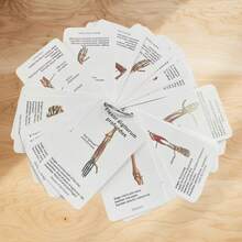 48张医学解剖学速记卡，详细讲解人体肌肉解剖结构，从肌肉起源到神经支配，便携式解剖学参考资料，护理及医学生学习资料 - 長方形 - 查看 8