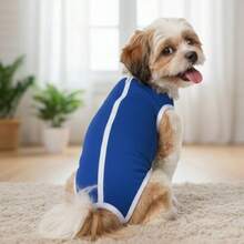 Roupa Pet Pós-Cirúrgica Castração Fêmea e Macho Lisa Protetora Para Cachorros e Gatos - Multicolorido - Visão 5