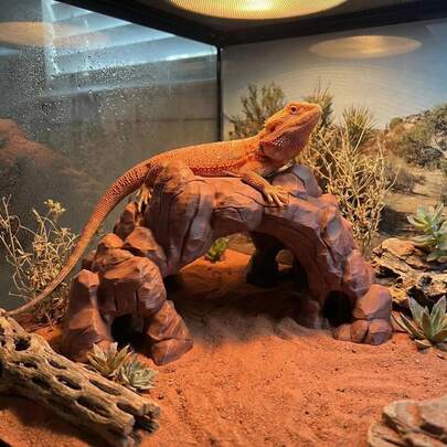 3D Printed Desert Cave Hideaway, Suitable For Reptiles Like Geckos Or Aquatic Creatures Like Small Fish And Shrimp, Decorative Aquarium/Terrarium Ornament With Sandstone Texture And Top Vegetation Design, Balancing Scenic Atmosphere And Habitat