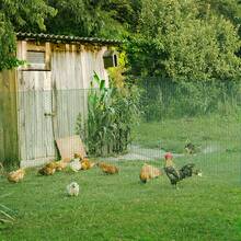 Lattice - Green - View 3