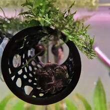 斗鱼在隧道里休息，小鱼虾则躲在小鱼虾棚里，紧紧地贴着管道。 - 歡樂水族 - 查看 10