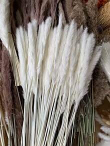 15/30/45/60 Peças, Grama Pampa, Junco Branco Pequeno, Grama Pampa, Aproximadamente 45 cm Ramos de Grama Pampa Seca Natural, Adequado para Casa, Cozinha, Jardim, Festa, Decoração Doméstica e Presentes, Decoração Doméstica Estilo Boêmio, Arranjo Floral DIY, Adereços de Fotografia - Branco - Visão 1