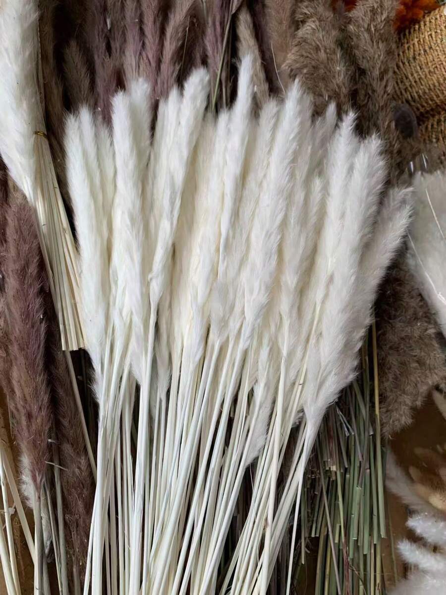 15/30/45/60 Peças, Grama Pampa, Junco Branco Pequeno, Grama Pampa, Aproximadamente 45 cm Ramos de Grama Pampa Seca Natural, Adequado para Casa, Cozinha, Jardim, Festa, Decoração Doméstica e Presentes, Decoração Doméstica Estilo Boêmio, Arranjo Floral DIY, Adereços de Fotografia - Branco - Visão 1
