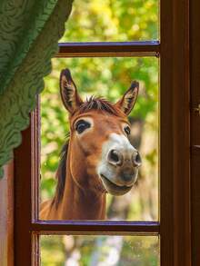 Realistic Horse Window Clings Farm Animals Window Decals Anti Collision Double-Side Static Stickers For Home Glass Door Decoration - YT852 - View 2