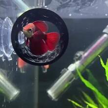 斗鱼在隧道里休息，小鱼虾则躲在小鱼虾棚里，紧紧地贴着管道。 - 歡樂水族 - 查看 1