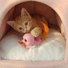 羽毛扭蛇玩具 - 采用羽毛设计，吸引猫咪追逐互动 - 随机运动模式满足宠物天生的狩猎本能 - 终极宠物自娱自乐玩具！互动玩具，让宠物乐在其中。 - 彩色 - 查看 4