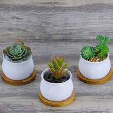 6pcs 3 Inch Bamboo Round Plant Saucer Mini Flower Pot Tray For Cactus Flower Planter Bonsai Pots Indoor Outdoor Plant Container Pot Holder - 3 Inch - View 6