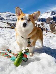 Pet Dispenser Cats And Dogs Go Out To Pick Up The Excrement Bag And Walk The Dog Garbage Bag Set Disposable Dog Excrement Bag EPA Pet Garbage Bag Pet Garbage Bag Shovel Excrement Bag Dispenser New Dog Excrement Bag Portable. - Multicolor - View 4