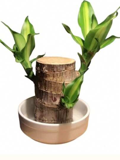 Brazilian Wood Lucky Bamboo Hydroponic Plant With Sprout Groot, Indoor Desktop Easy-Care Lazy Pot For Home & Office Decoration