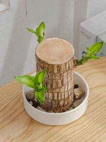Brazilian Wood Lucky Bamboo Hydroponic Plant With Sprout Groot, Indoor Desktop Easy-Care Lazy Pot For Home & Office Decoration - A - View 2