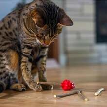 Catstages Dental Raspberry Teether With 4 Silvervine Sticks Included, Cat And Kitten Teething Toy, Red - / - 查看 6