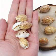 10pcs Mystery Lynx Conch Shells - Enchanting DIY Craft Kit For Home & Jewelry, Premium Aquarium Ornaments & Unique Photo Embellishments - A - View 5