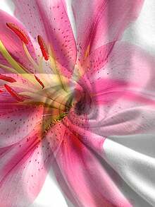 Women's Asymmetric/Asymmetrical Ruffle Hem Floral Print Lily Casual Shoulder Top White - White - View 6