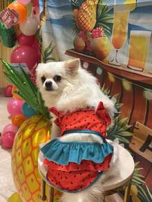 Small Dog Bikini Dress Swimsuit, Fashionable Swimwear Design, Comfortable Adjustable Soft Pet Clothes, Suitable For Beach, Swimming Pool, Summer Fun - Red - View 3
