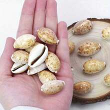 10pcs Mystery Lynx Conch Shells - Enchanting DIY Craft Kit For Home & Jewelry, Premium Aquarium Ornaments & Unique Photo Embellishments - A - View 6