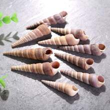 20个迷你红色圆锥形蜗牛壳 | 高级水族造景用品、海岸风家居及婚礼装饰、DIY工艺装饰品、圣诞礼物及圣诞装饰品填充物 - A - 查看 2