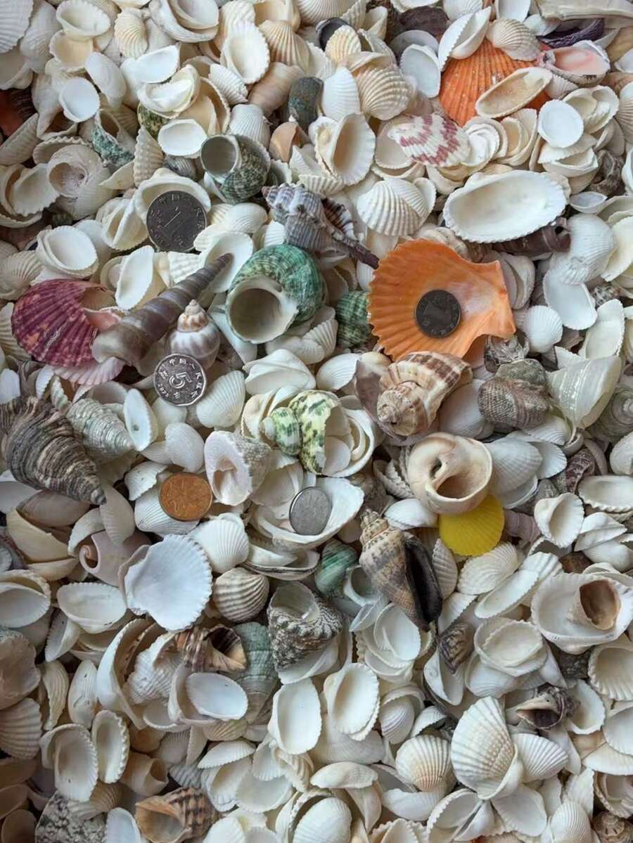 Túi 50g/100g/200g vỏ sò mini nhiều màu sắc hỗn hợp - 12 kiểu dáng độc đáo, thích hợp cho đồ thủ công DIY, sổ lưu niệm, trang trí chai trôi và bể cá, quà tặng sinh nhật & tốt nghiệp. (Sản phẩm tự nhiên, có thể hơi khác so với hình ảnh, có thể có một số hư hỏng nhỏ và bong tróc)