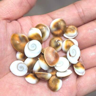 30PCS Round Small Shells | Green Sun Shells - Suitable For DIY Pendant Material Fish Tank Aquarium Landscape Decoration&Homemade Shell Wind Chimes Home Decoration Small Ornaments Holiday Gifts