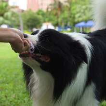 Dog Chew Toys Bite-Resistant Slow-Feeding Interactive Dog Toys - 紫色 - 查看 4
