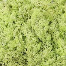 20g Musgo verde artificial preservado, manualidades de jardín DIY, decoración del hogar, paisaje en miniatura de césped artificial - Multicolor - Ver 32
