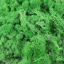 20g Musgo verde artificial preservado, manualidades de jardín DIY, decoración del hogar, paisaje en miniatura de césped artificial - Multicolor - Ver 36