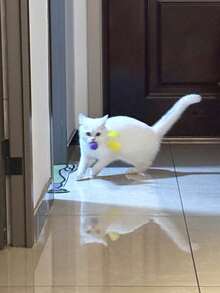 1 pieza Nuevo juguete creativo, divertido y lindo para gatos, hecho a mano de manera única con plumas naturales, bola de lana súper elástica y silenciosa. Adecuado para todas las razas de gatos pequeños y medianos, sin necesidad de batería, para autoentretenimiento, interacción, ejercicio, reducir el aburrimiento y el comportamiento destructivo. - Multicolor - Ver 10