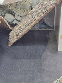 Thảm lót chuồng chuột lang chống thấm nước, tấm lót cho động vật nhỏ có thể giặt được - Thiết kế kích thước dễ cắt, vật liệu lót chuồng thỏ có thể tái sử dụng, bề mặt nhẵn vệ sinh, thích hợp cho chuồng nuôi bò sát - Cũng có thể sử dụng cho thỏ, chuột lang, chuột lang và chuột nhảy. Đệm bảo vệ môi trường sống - Nhiều màu - Xem 10