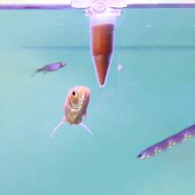 1pc Fish Tank Suction Cup Feeder, Suitable For Small Fish And Shrimp, Durable PVC Material, Designed For Feeding Insects, Fish Feeding Tool, Aquarium Accessory - Multicolor - View 2