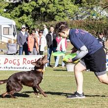 Disco Volador Jawz para Perros de 22 cm, Juguete de Fetch Resistente, Color Lemon Lime - Limón y lima - Ver 9