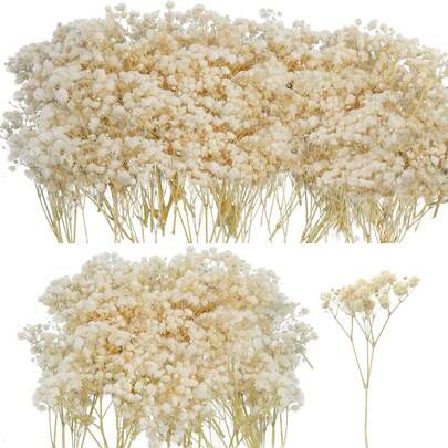 50/100pcs High Quality Natural Baby's Breath Dried Flowers, Natural Dried, Non-Shedding, Available In Milky White/Green Stem White/Pure White/Pink White, Natural Dried Flowers Bouquet, Exquisite And High-End, Floral DIY Material Pack, High-Appearance Gypsophila Dried Flowers, Suitable For Frames/Weddings/Handmade/Greeting Cards, Can Be Used For Bouquets/Wreaths/Wall Decor, Wedding Photography Props, Bouquets, Gentle And Elegant, Suitable For Photo Shoots, Couple Gifts, Desktop Decor!
