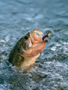 GOTURE 20pcs Micro Fishing Hooks Set, Rapid Sinking Poisonous Mosquito Hooks + Small Fish Hooks Suitable For Catfish/White Bass/Small Fish, Professional Lure Micro Nano Insect Bait - Multicolor - View 9