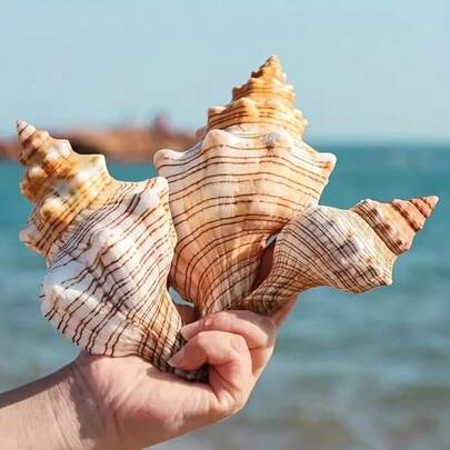 2pcs Natural Seashell Conch Shell, Natural Red Spiral Snail, Conch Shell Aquarium Decoration, Aquarium Landscape, Hermit Crab, Sound-Producing Conch Shell