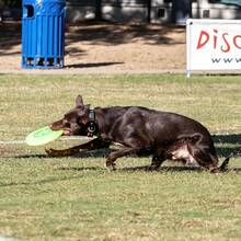 Disco Volador Jawz para Perros de 22 cm, Juguete de Fetch Resistente, Color Lemon Lime - Limón y lima - Ver 2