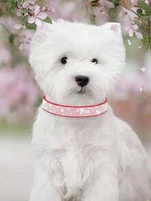 Collar para perro/gato de 16-46 cm de tamaño de cuello - Lujo con cristales brillantes, terciopelo suave, piel sintética duradera y ajustable para mascotas pequeñas/medianas/grandes - Multicolor - Ver 10