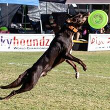 Disco Volador Jawz para Perros de 22 cm, Juguete de Fetch Resistente, Color Lemon Lime - Limón y lima - Ver 6