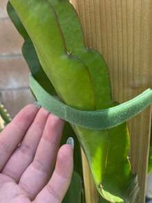 园艺魔术贴扎带、植物固定带、树枝电缆整理绳、园艺捆扎胶带、植物支撑带、魔术贴植物扎带、园艺捆扎胶带、胶带、植物捆绑及攀援藤蔓、番茄和树枝、男女必备园艺用品、家居装饰及收纳用品 - 多色 - 查看 3