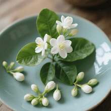 50pcs Of Fast-Growing Jasmine Pieces - Fragrant Garden Flowers, Easy To Grow, Low Maintenance, Attract Butterflies, Ideal For Garden/Patio/Pots - 每粒種子50粒 - 查看 5