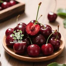 New Variety Of Cherry Seedlings, Authentic Grafted Cherry Seedlings, Potted Plants For Four Seasons, Live Seedlings Suitable For Cold Resistance In Courtyards - 20 hạt giống - Xem 2