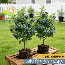 Premium Blueberry Saplings, Easy To Plant, Cold-Hardy, And Simple To Cultivate. They Produce Sweet And Tangy Fruits, Suitable For Both Patios And Gardens. As A Low-Maintenance Plant For Indoors And Outdoors, They Make The Perfect Gift For Gardening And Home Decoration. - 1株植物 - 查看 1