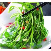 5000S.Eeds Watercress Perennial Watercress Nutritious Vegetable Four Seasons Potted - 5000 piezas - Ver 3