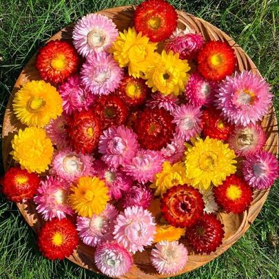 10/20/60pcs Dried Natural Chrysanthemum Flowers - Rattan Material - DIY Craft, Wedding & Halloween & Christmas Decor, Tabletop Arrangement, Sunflower & Daisy Accents