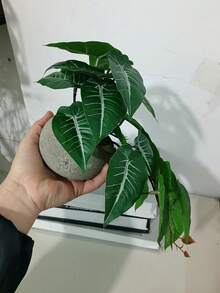 双色常春藤植物，常春藤和发财树叶子悬挂盆栽植物黄金葛室内装饰，情人节，生日毕业礼物，花园装饰，户外植物，园艺，假花 - 綠色 - 查看 4